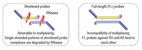 Shortened probes, specific to SS or AS strands, enable multiplexing in a single well.